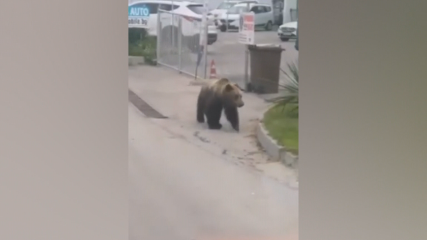 мечката габрово заловена пусната естествена среда