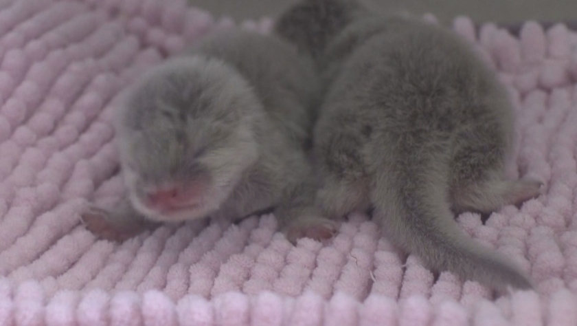 Две видри ще радват посетителите на аквариума в японския град Тоба