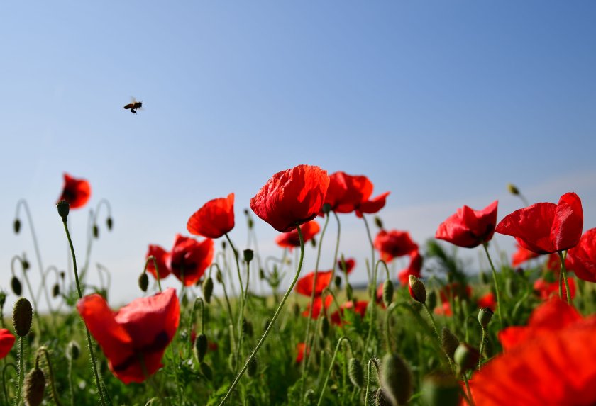Днес максималните температури ще бъдат от 25° до 30°, на