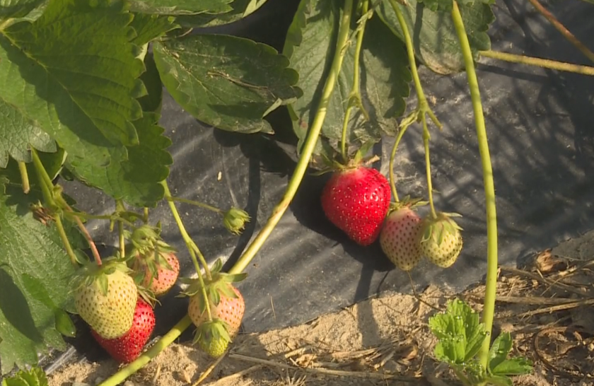 Слаба реколта на ягоди очакват производителите от района на Кресна.