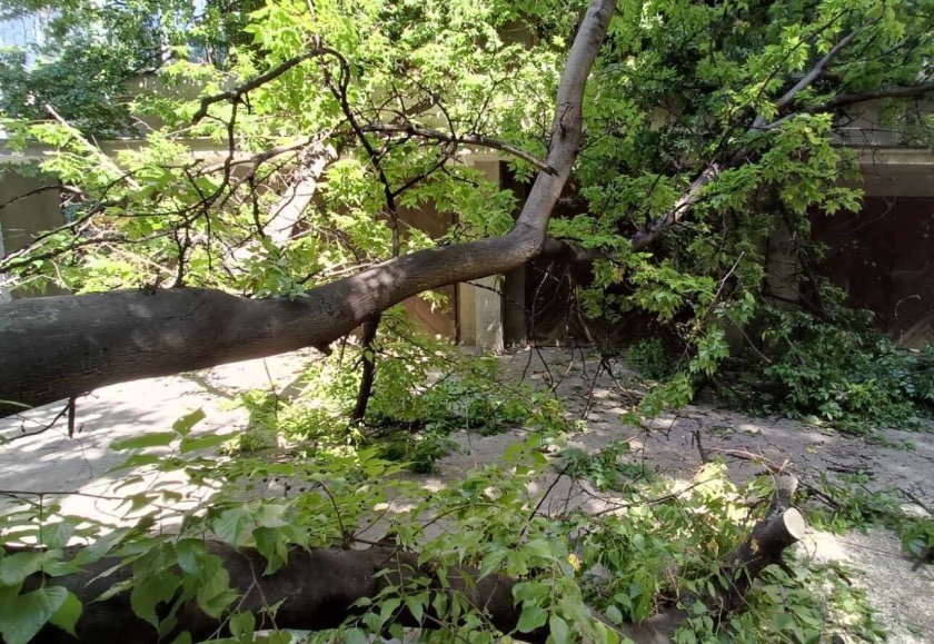 Дърво падна и рани 14-годишно момиче в София, потвърдиха от