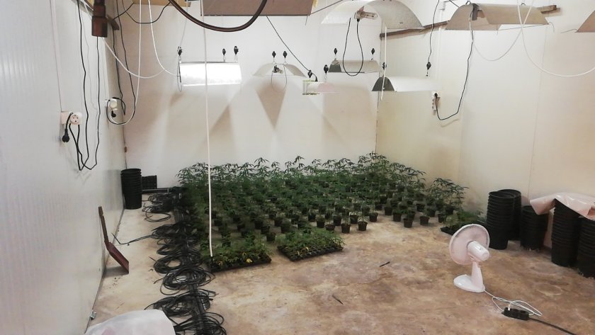 Снимка: Откриха високотехнологична оранжерия за марихуана в село Добровница