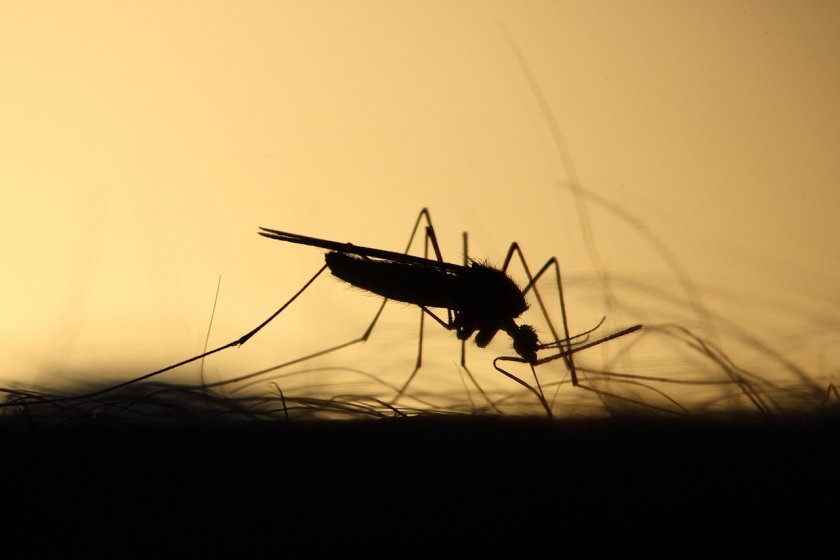 Нашествието на комарите се усеща особено силно през последните седмици.