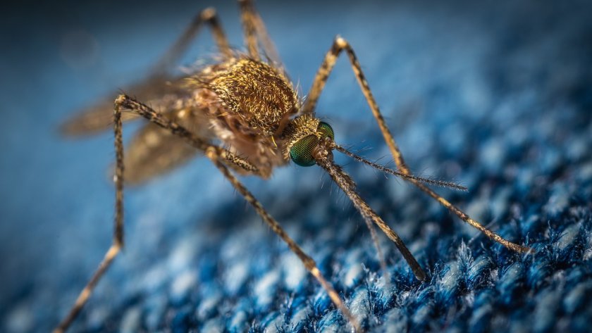 кипър пускат облъчени комари околната среда намалят популацията