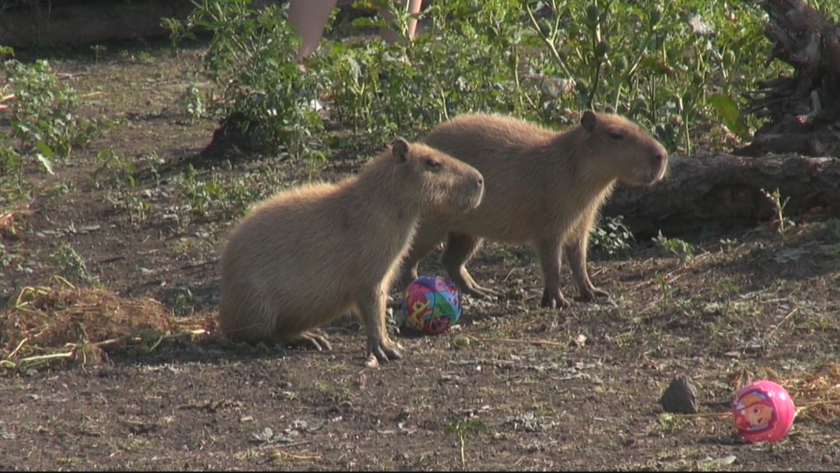 С какво капибарите привличат посетителите в зоопарка в Бургас