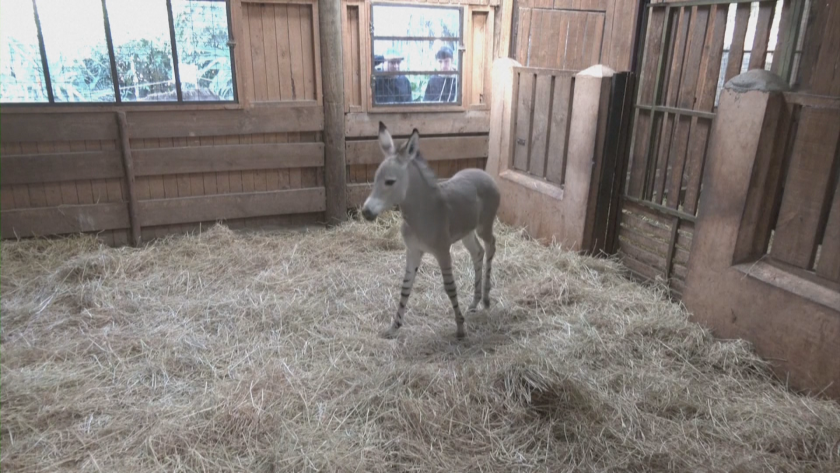 Застрашен вид магаре се роди в зоопарка на чилийската столица Сантяго