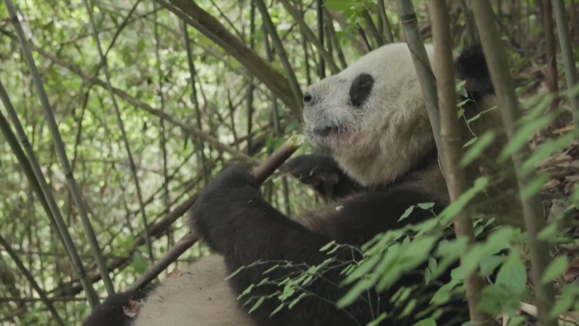 Майка и бебе от изчезващия вид диви панди са засечени в Китай