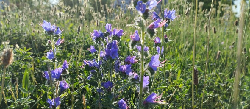 Типично летни температури ни очакват и днес - между 28°
