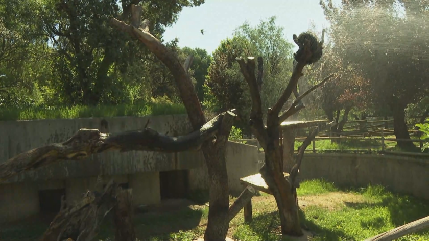 Зоологическата градина в Мадрид със специални мерки, с които помага