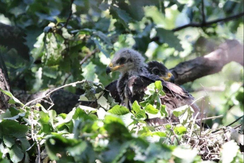 За първи път у нас: Наблюдават гнездо на малък креслив орел с две малки