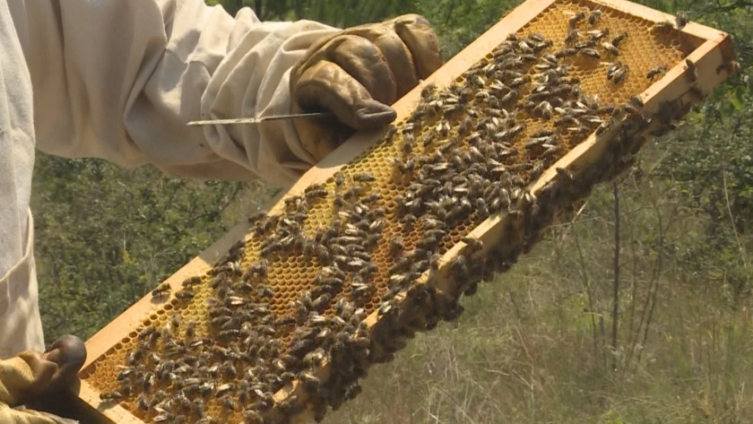 Заради дъждовната пролет пчелари от Югозападна България очакват по-добър от