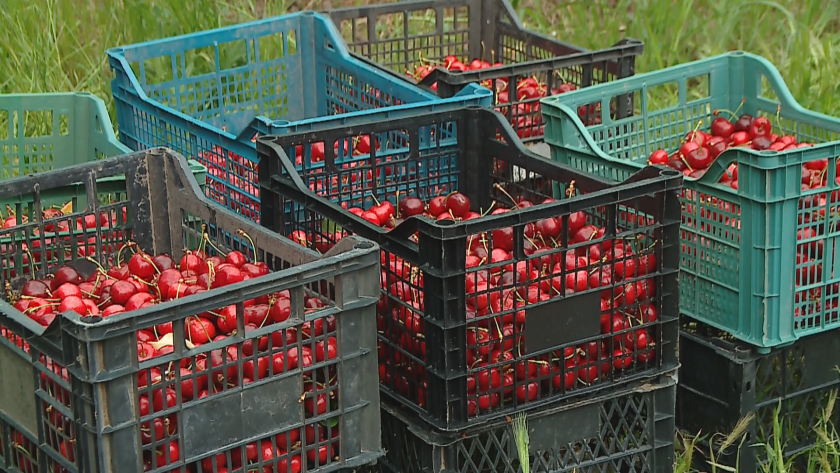 българските череши скъпи заради лошата реколта дъждовете