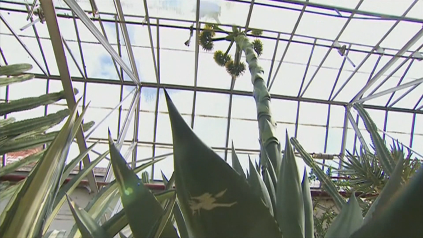 Дългото чакане на любители на ботаниката се увенча с прекрасен