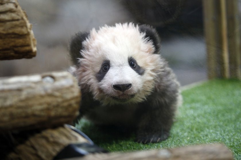 Първата родена във Франция панда се връща в Китай. В