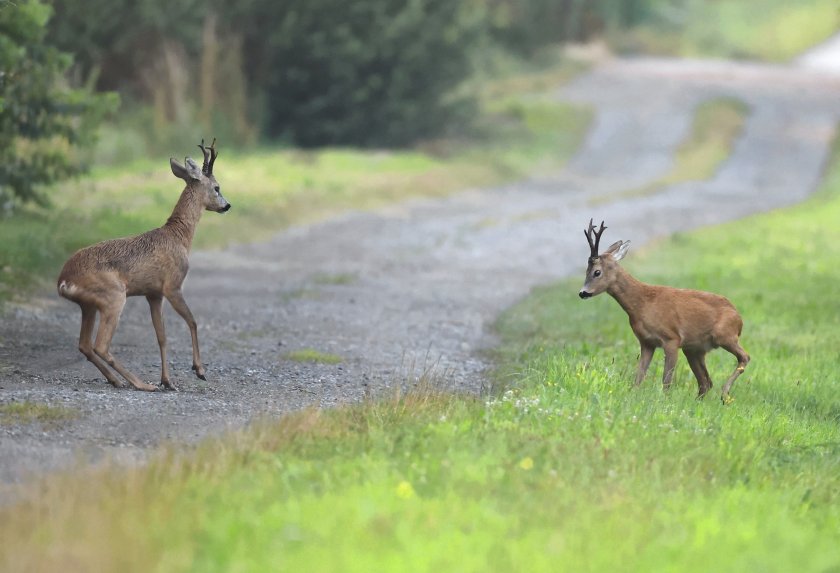Неизвестен шофьор е блъснал сърна и сръндак на стария път