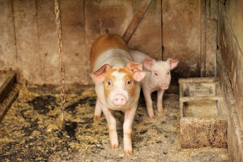 Откриха огнище на африканска чума по свинете в Ловешко