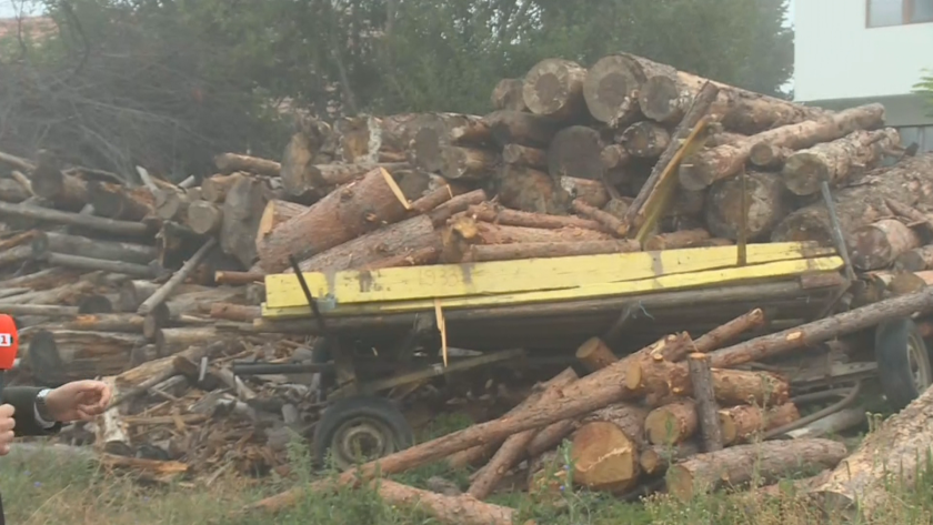 Ръст на заловените за незаконен дърводобив в Югозападна България