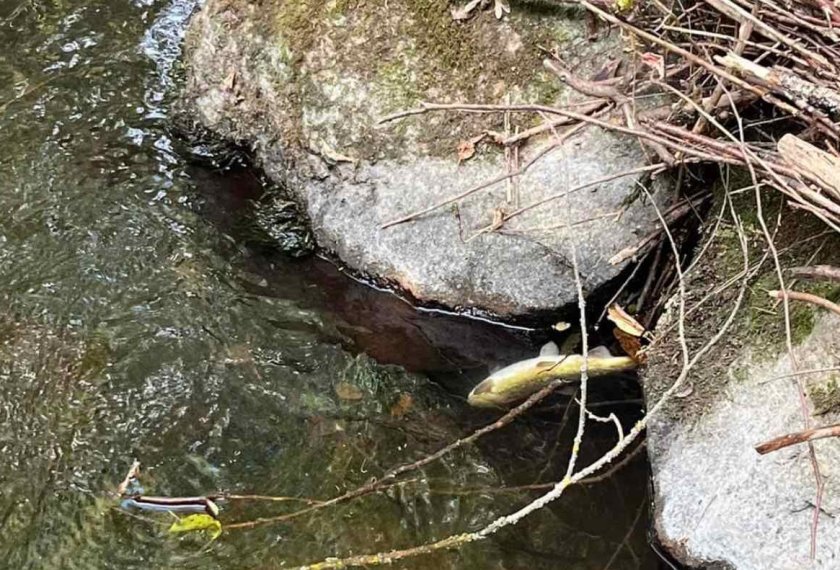Мъртва риба изплува в река в Смолян