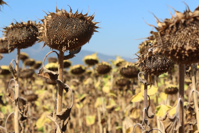Истински парадокс се създаде на пазара на слънчоглед у нас.