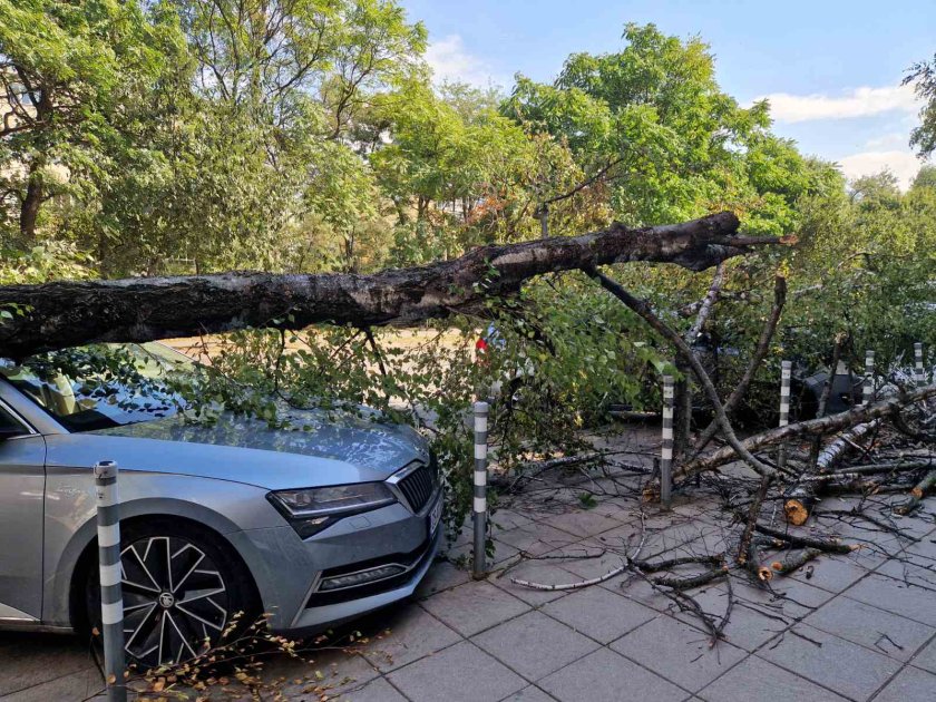 Дърво падна върху паркиран автомобил в центъра на София. Инцидентът