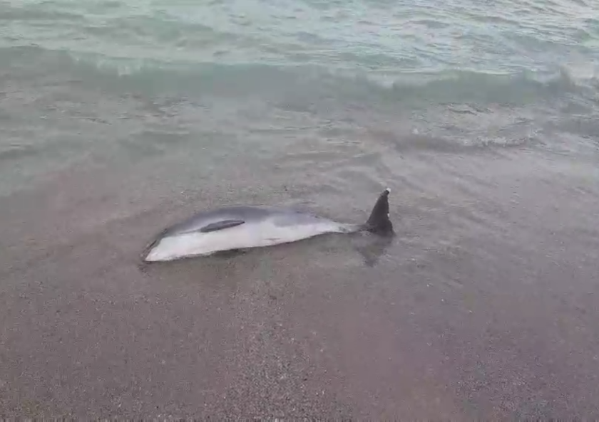 Морето изхвърли на брега мъртъв делфин.Кадрите засне наш зрител на