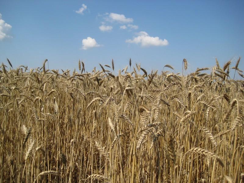 учените разкриха генома житото