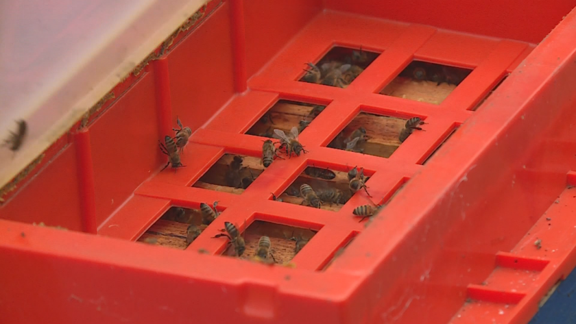 Пчелари също се присъединяват към протеста на зърнопроизводителите. Те са