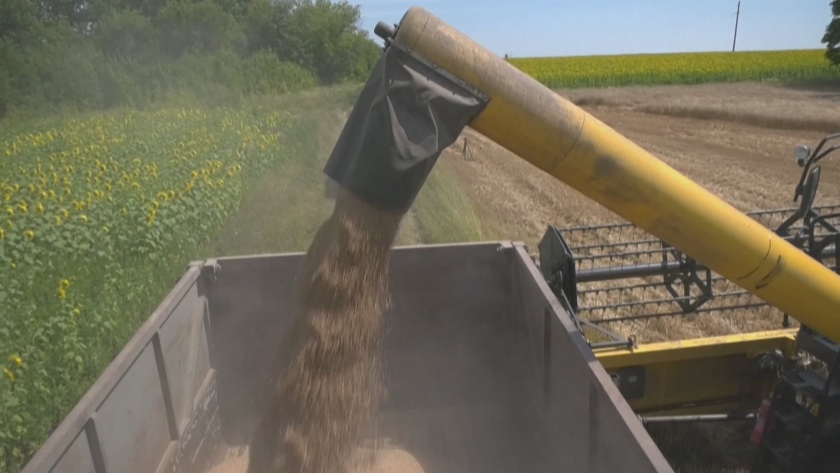 Вносът на украинско зърно: Полша, Унгария и Словакия удължиха едностранно забраната