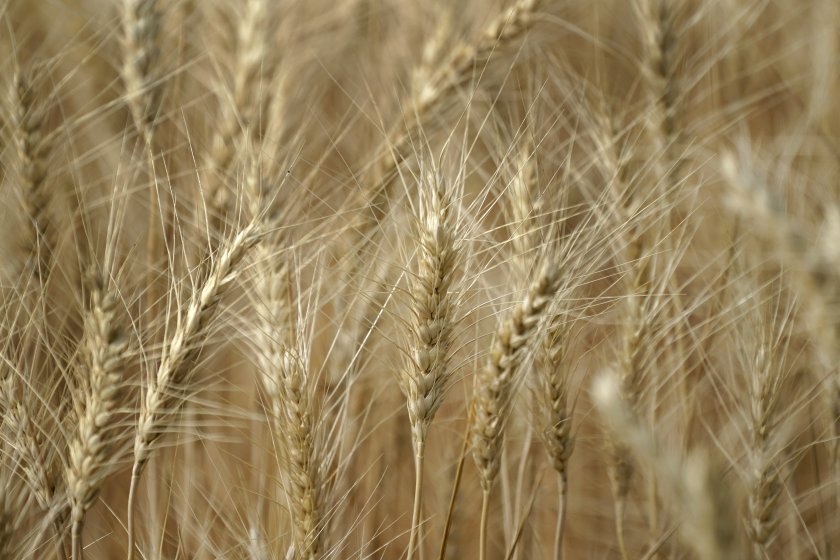 Вносът на украинско зърно отново е разрешен. Това решиха депутатите