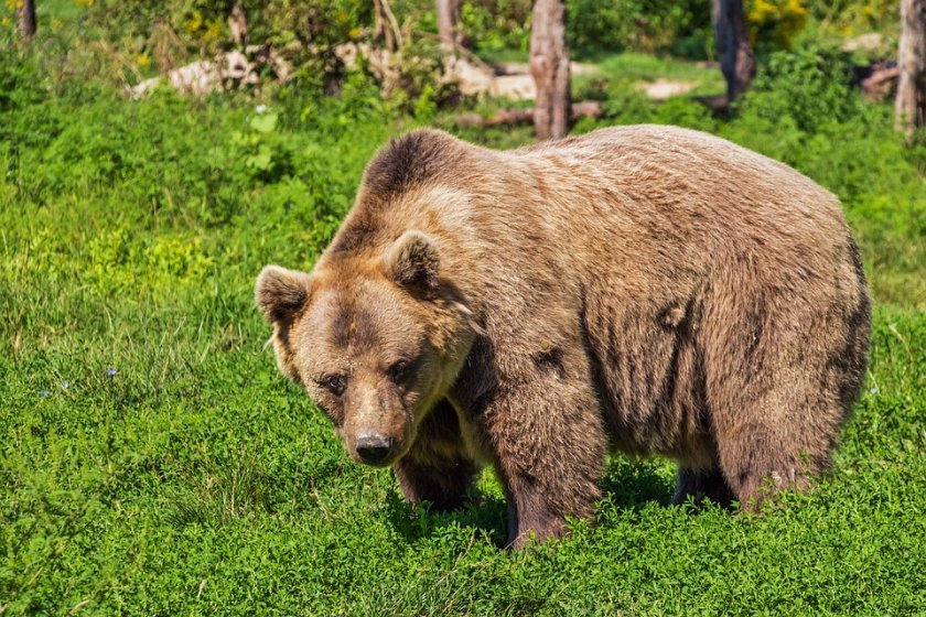 екоминистърът коментар сигнал граждани набези мечки