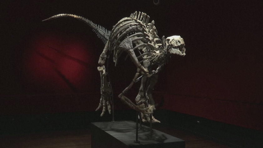 Скелет на 150 милиона годишен динозавър отива на търг в