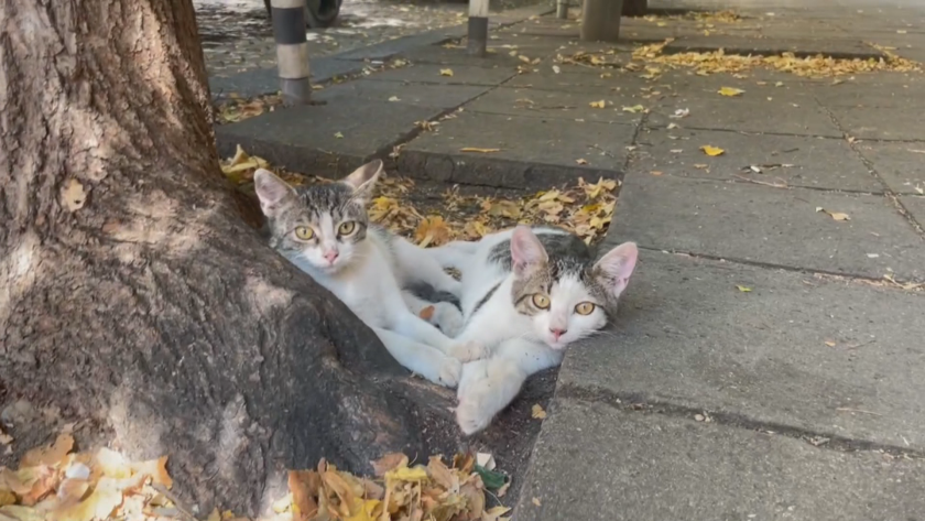 Броят на уличните котки в София е нарастнал чувствително. И