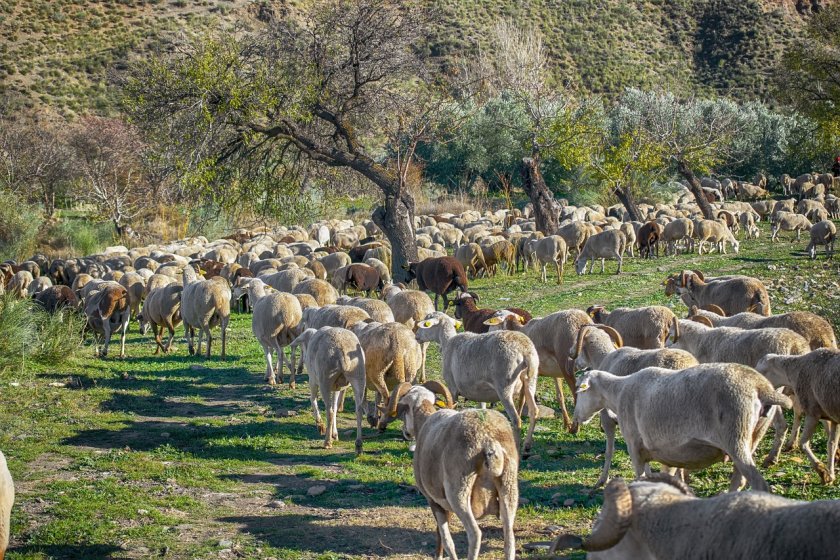 Стадо овце изяде около 100 кг канабис в Гърция