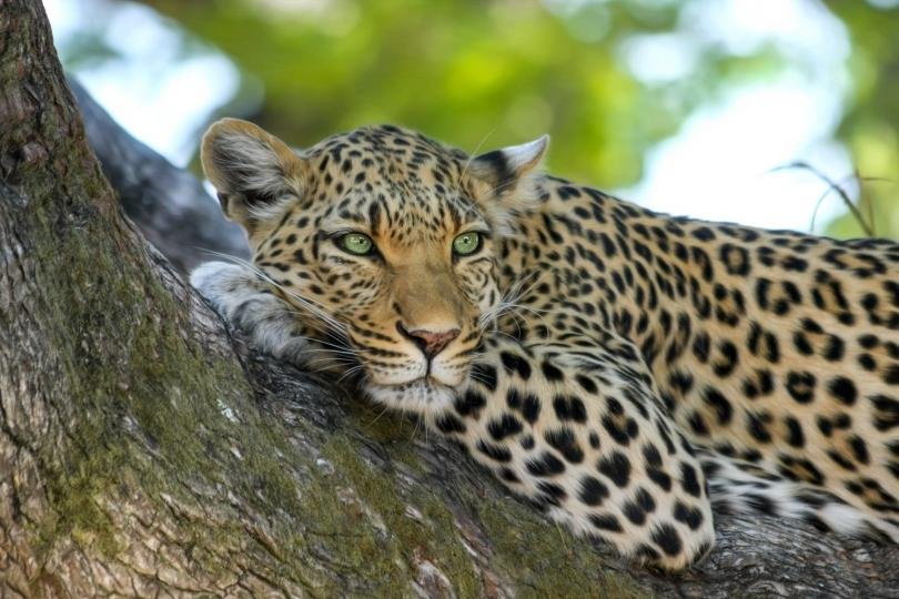 опасно селфи леопард ухапа момиче зоопарка варна