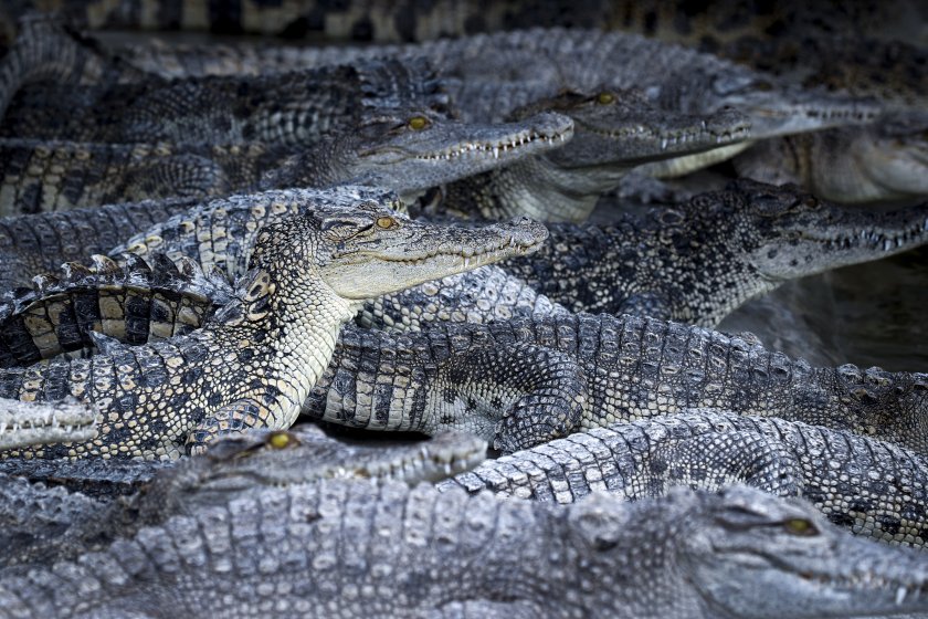 заловиха избягали ферма крокодили наводнения китай