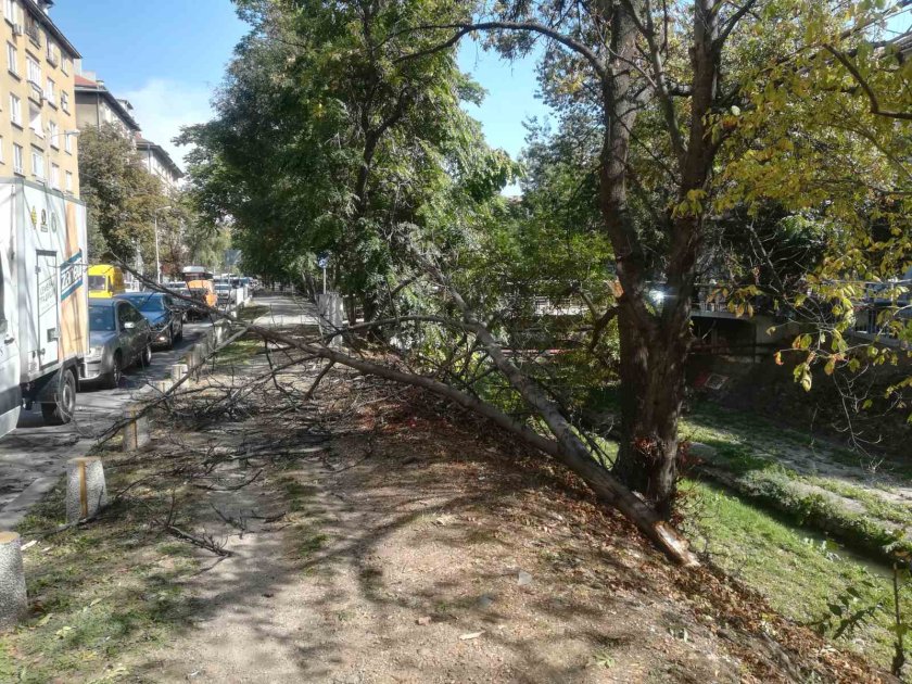 Клон на голямо дърво падна на столичния бул. "Евлоги и Христо Георгиеви" (СНИМКИ)