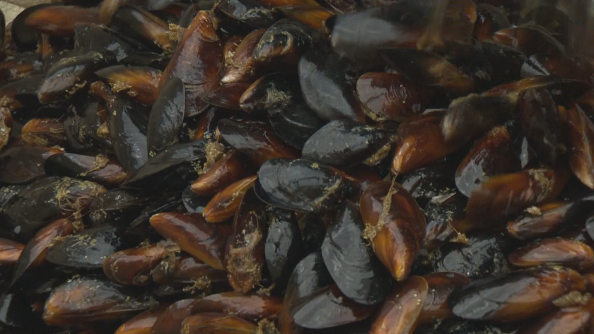 Агресивни видове в Черно море, морският рапан почти унищожи запасите от черни миди