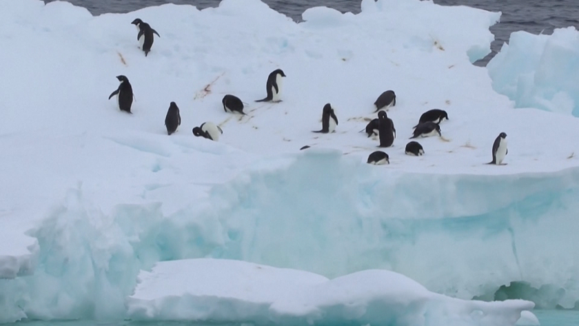 Глобалното затопляне застрашава пингвините в Антарктида