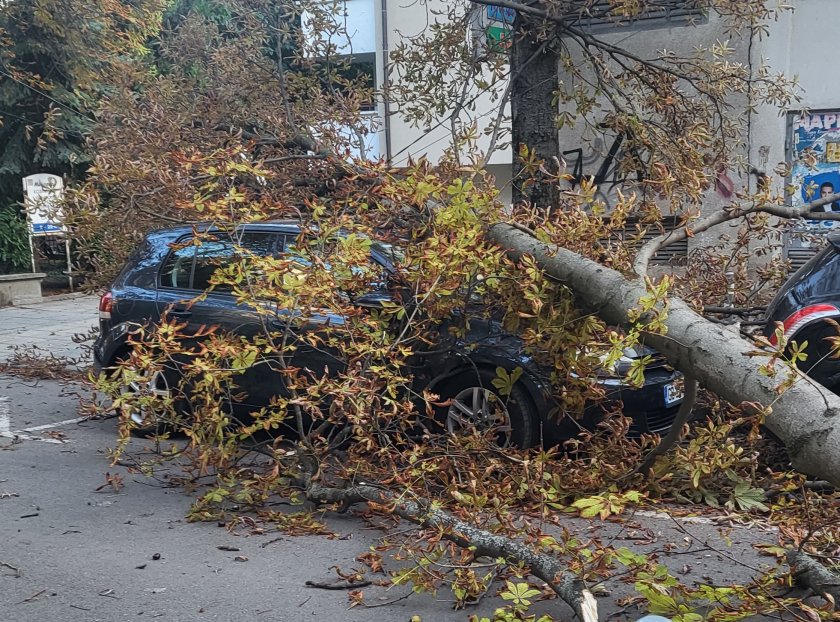 дърво падна паркиран автомобил столичния квартал лозенец