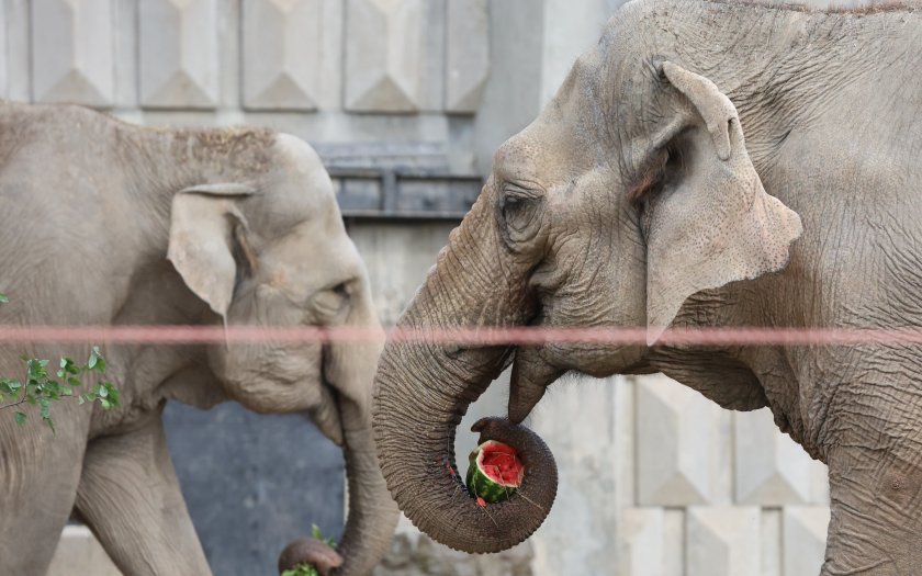 представиха луиза фрося слониците новодомци столичния зоопарк снимки