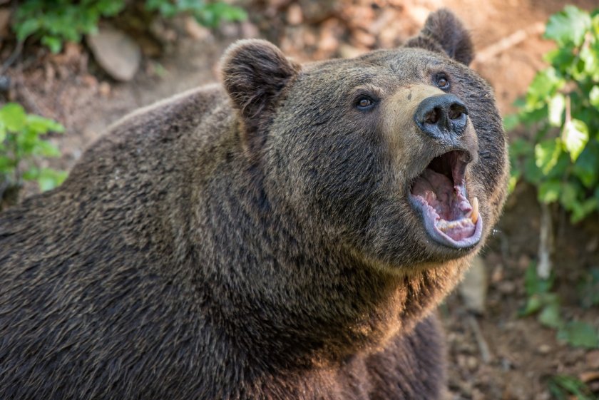 мечка подгони туристи опитали нахранят снимат нея