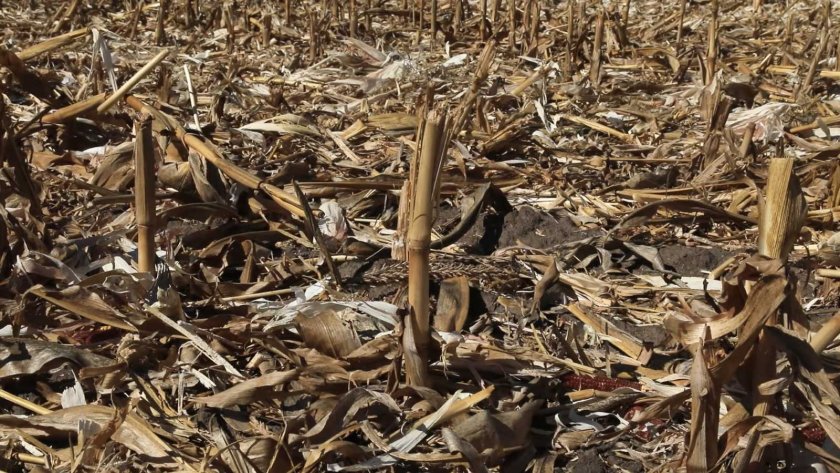 Над 8000 декара с царевица са унищожени от сушата в Добричко