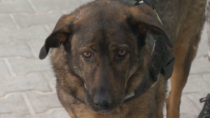 Делото за побоя над кучето Мечо започва на 2 ноември