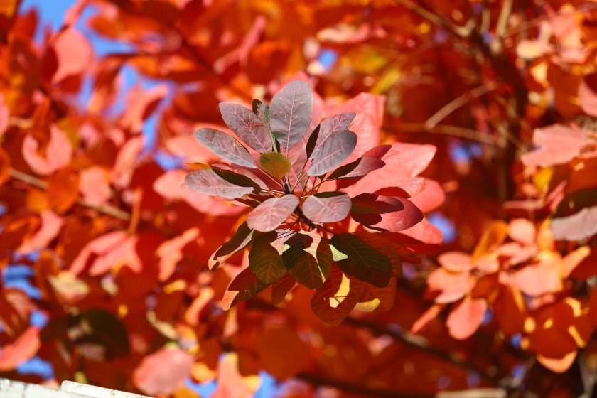 Минималните температури ще бъдат между 8 и 16 градуса, в