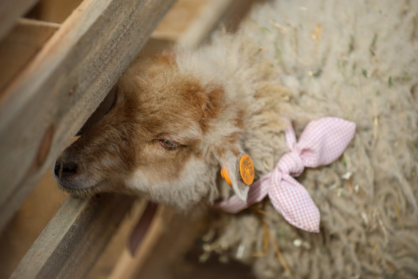 Български и екзотични домашни животни показаха на изложение в Разлог (Снимки)