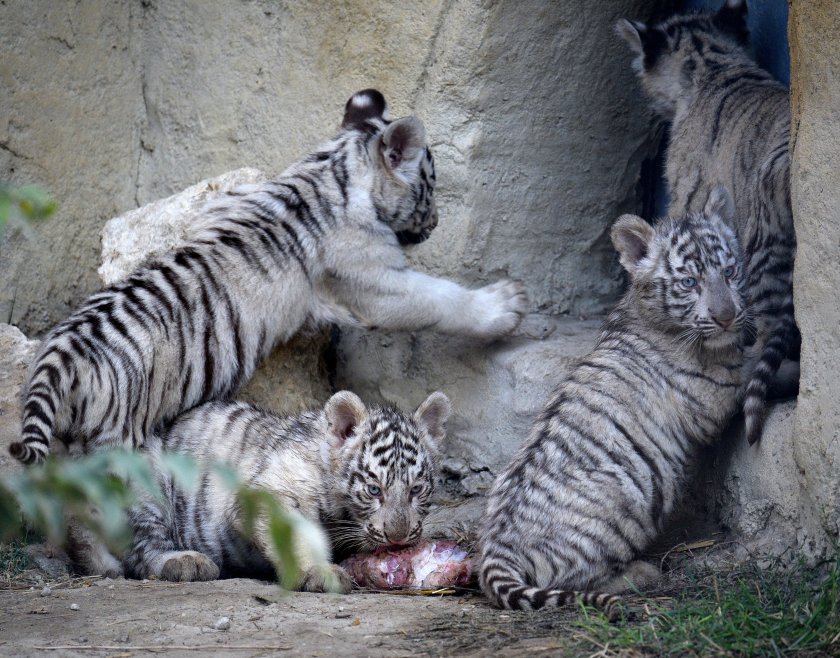 Бели тигърчета са новата атракция на Варненския зоопарк