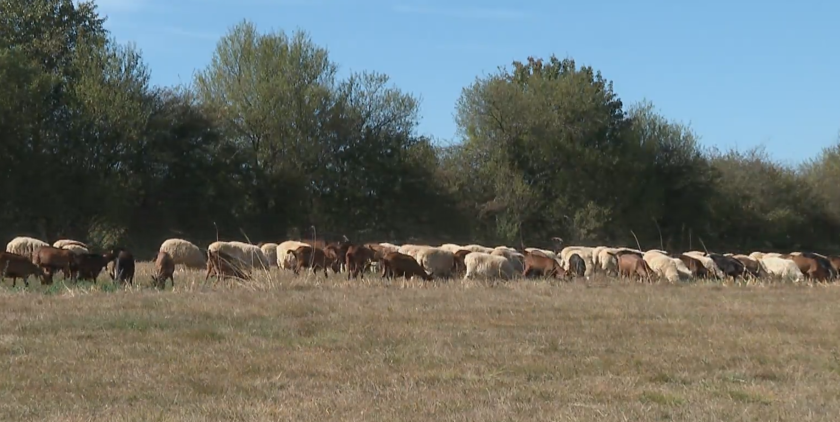 През последните 10 години Цариброд работи много активно да се