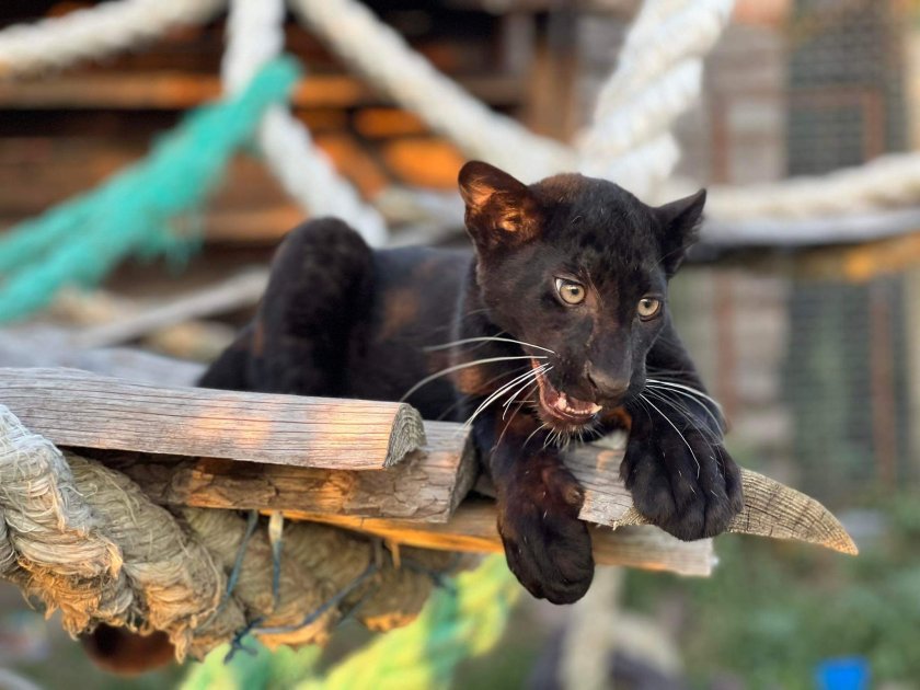 черна пантера новият обитател зоопарка бургас