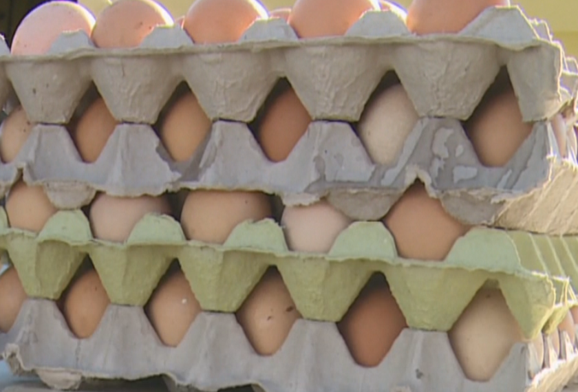 все повече хора благоевградско отглеждат кокошки носачки заради цените яйцата