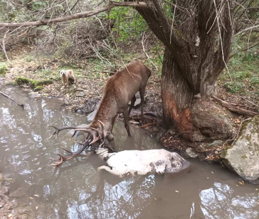 две кошути благороден елен убити гориста местност село шуменско